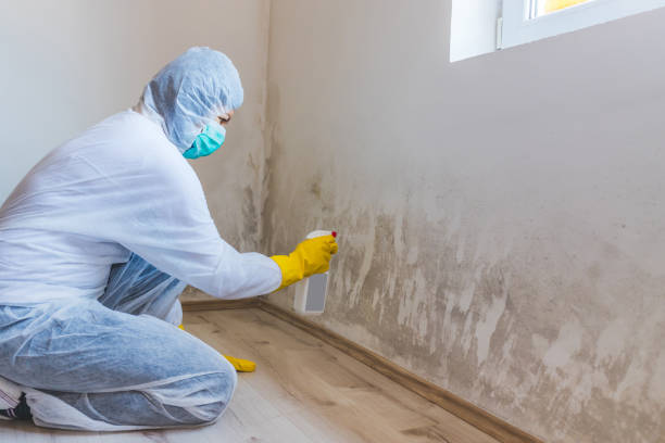 Licensed Mold Remediation service in Marshall, IL - WQB Mold Removal